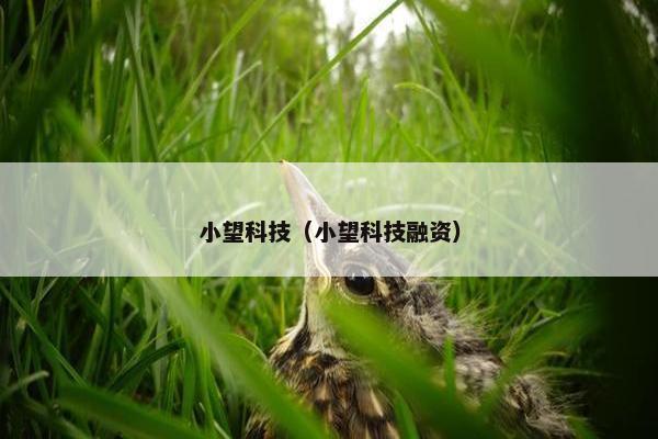 小望科技（小望科技融资）