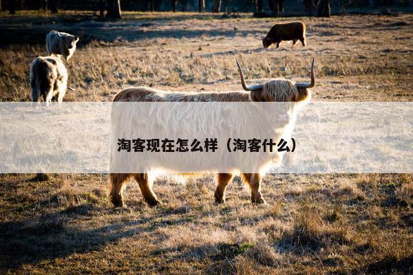 淘客现在怎么样（淘客什么）