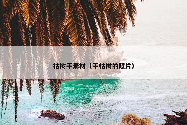 枯树干素材（干枯树的照片）