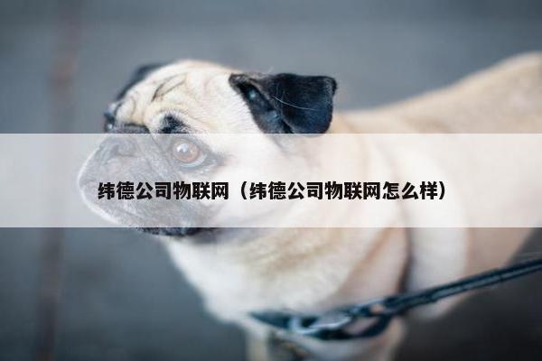 纬德公司物联网（纬德公司物联网怎么样）