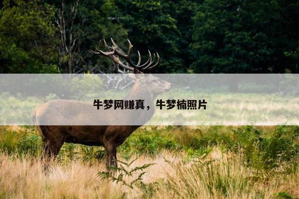 牛梦网赚真，牛梦楠照片