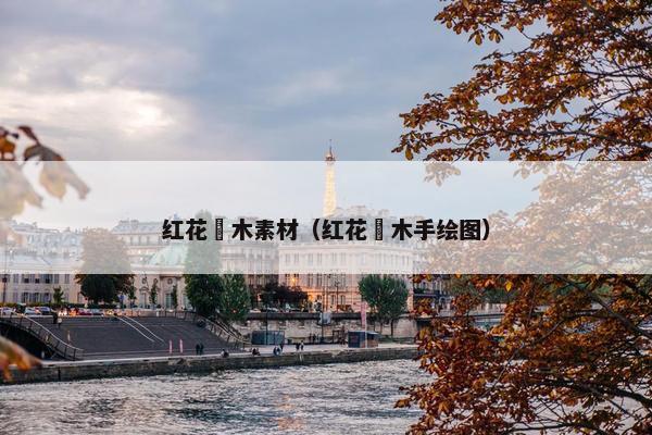 红花檵木素材（红花檵木手绘图）