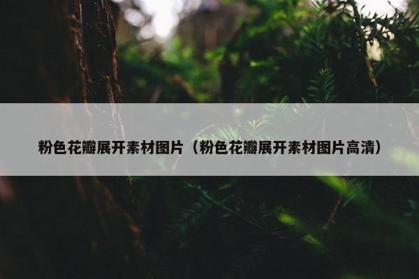 粉色花瓣展开素材图片（粉色花瓣展开素材图片高清）